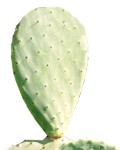 �Para qu� sirve la mascarilla de nopal en el pelo?