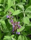 �La salvia sirve para las canas?