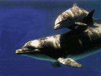 Cómo se llaman los delfines y qué nombres tienen