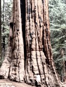 Características del árbol secuoya gigante de California