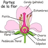Cu les Son Las Principales Partes Que Conforman Una Flor Partes Que Cu les Son Las Principales Partes Que Conforman Una Flor Partes Que