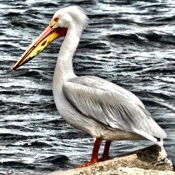Biograf�a de los pelicanos