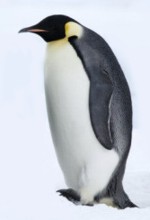 Cosas interesantes del pingüino