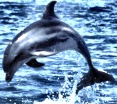 Ejemplos de cuanta inteligencia tienen los delfines?