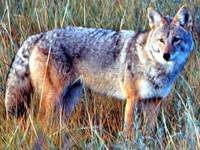 Características generales del animal coyote