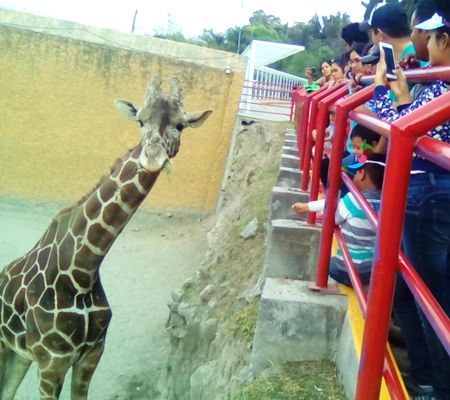 Beneficios de visitar un zoológico ¿Por qué es importante ir al zoológico?
